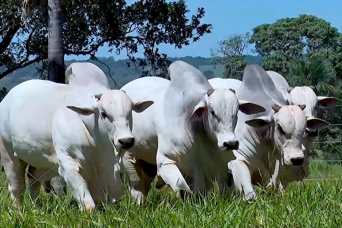 Sete Estrelas apresenta patrimônio genético em De Olho na Fazenda e Leilão